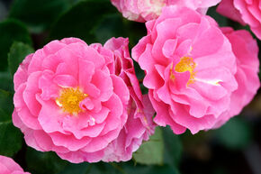 Rose Roseasy� Aramis