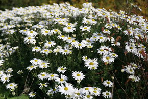 Chrysanth�me arctique 'Stella'
