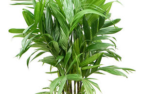 Areca triandra