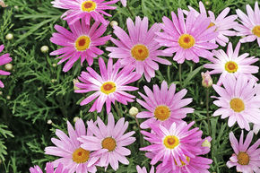 Anth�mis des Canaries, Marguerite des Canaries - Rose (lot de 8)