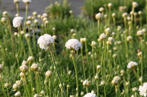&OElig;illet marin 'Alba'