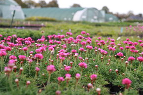 &OElig;illet marin 'D�sseldorfer Stolz'