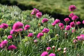 &OElig;illet marin 'Splendens'