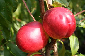 Nectarine aromatique 'Fuzalode'