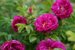 Rose Aromatic Aurora�