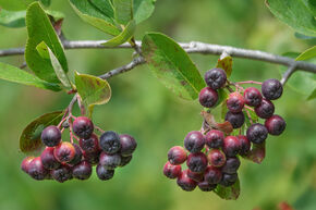 Aronia � fruits noirs