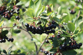 Aronia nain Lowberry� 'Little Helpers'
