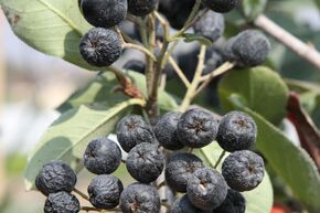 Aronia 'Rubina'