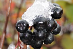 Aronia 'Hugin'