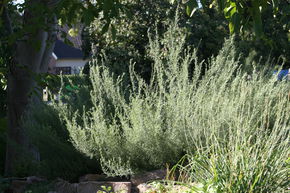 Herbe de cola