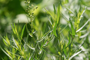 Estragon 'Pfefferkorn'