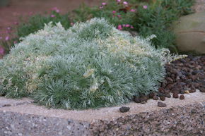 Armoise de Schmit 'Nana'