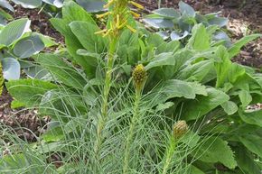 Asphod�line jaune