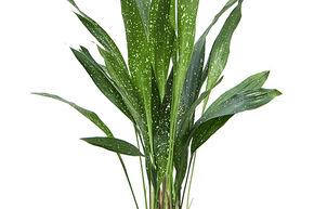 Aspidistre �lev�e tachet�e 'milky way'