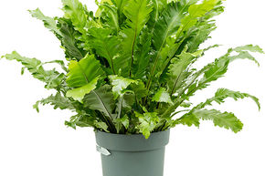 Foug�re nid d'oiseau 'Green Miracle'