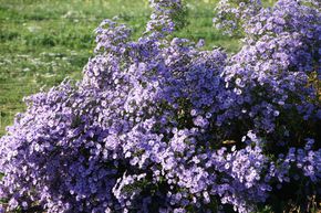 Aster d'automne 'Little Carlow'