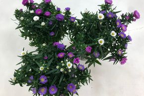 Aster � feuilles lisses Trio - Lilas, Rose, Blanc (lot de 6)
