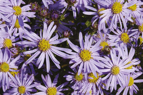 Aster nain d'�t� 'Adustus Nanus'