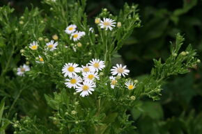 Aster d'automne blanc 'Ashvi'