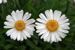 Aster des alpes 'Albus'