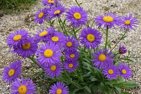 Aster des alpes 'Dunkle Sch�ne'