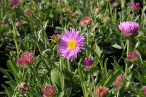 Aster des alpes 'Happy End'