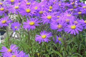 Oeil du Christ 'Blue King'