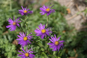 Aster d'�t� 'Butzemann'