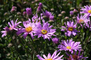 Aster de montagne 'Rosa Erf�llung'