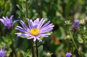 Aster de montagne 'Rudolf Goethe'