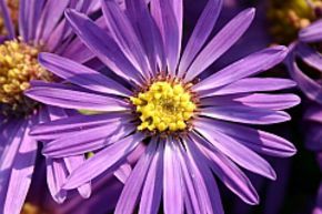 Aster de montagne 'Veilchenk�nigin'