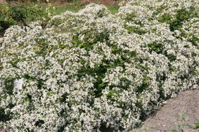 Aster divariqu� 'Tradescant'