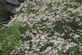 Aster divariqu�