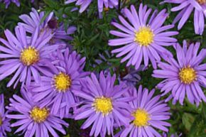 Aster nain d'automne 'Blaue Lagune'
