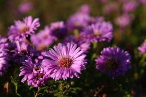 Aster nain 'Heinz Richard'