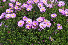 Aster nain 'Herbstgru� v. Bresserhof'