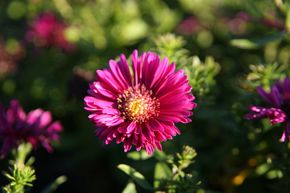 Aster nain 'Jenny'