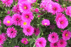 Aster nain 'Kassel'