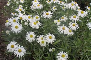 Aster nain 'Kristina'