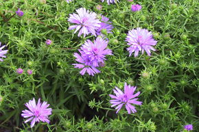 Aster nain 'Mittelmeer'