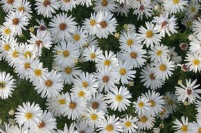 Aster nain 'Niobe'
