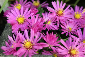 Aster nain 'Rosenwichtel'
