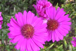 Aster nain 'Starlight'