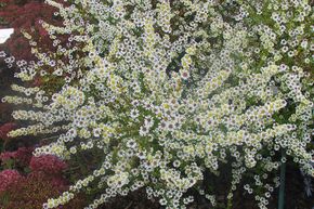 Aster ericoides 'Alaska'