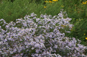 Aster ericoides 'Erlk�nig'