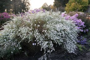 Aster ericoides 'Schneegitter'