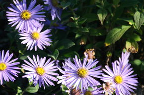 Aster d'automne 'M�nch'