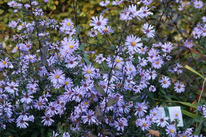 Aster g�ant d'automne 'Calliope'