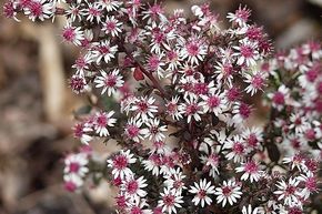 Aster 'Prince'