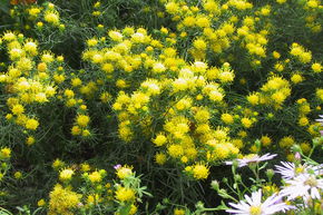 Aster � feuilles d'Osyris ou Linosyris � feuilles de Lin